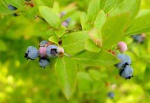 I loni Češi v lesích nasbírali lesní plody za miliardy korun plody