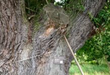 Záhořský dub Ochránce potřebuje péči. Hlasujte pro jeho záchranu dub