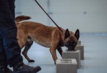 Psi celníků nově pachují i fentanyl. Ten je v Česku denně v hlášení psi_celniku