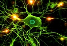 Systémový lupus: Nemoc mnoha tváří a vzpoura imunitního systému systemovy lupus