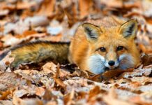 Polsko bojuje se vzteklinou, nové ohnisko hlásí i Slovensko vzteklinou