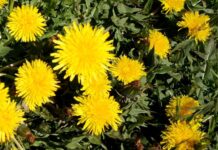 V ČR je jen 500 alergologů. Na vyšetření se čeká i půl roku alergologu