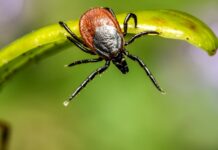 Česko je rájem klíšťat. Každý měsíc nakazí stovky lidí klistat