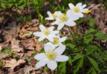 Sasanky, bledule a sněženky jsou nejen krásné, ale i jedovaté sasanky_bledule