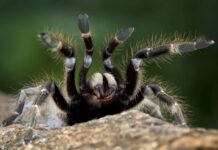 Fobie z hadů či pavouků se dá léčit. Úspěšnost je skoro 100% fobie