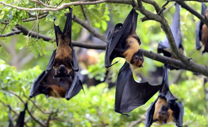 netopyri netopyri