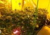 Drogou číslo jedna v Česku je dál marihuana. Trh zaplavují i syntetika drogou