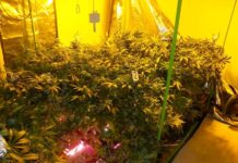 Drogou číslo jedna v Česku je dál marihuana. Trh zaplavují i syntetika drogou